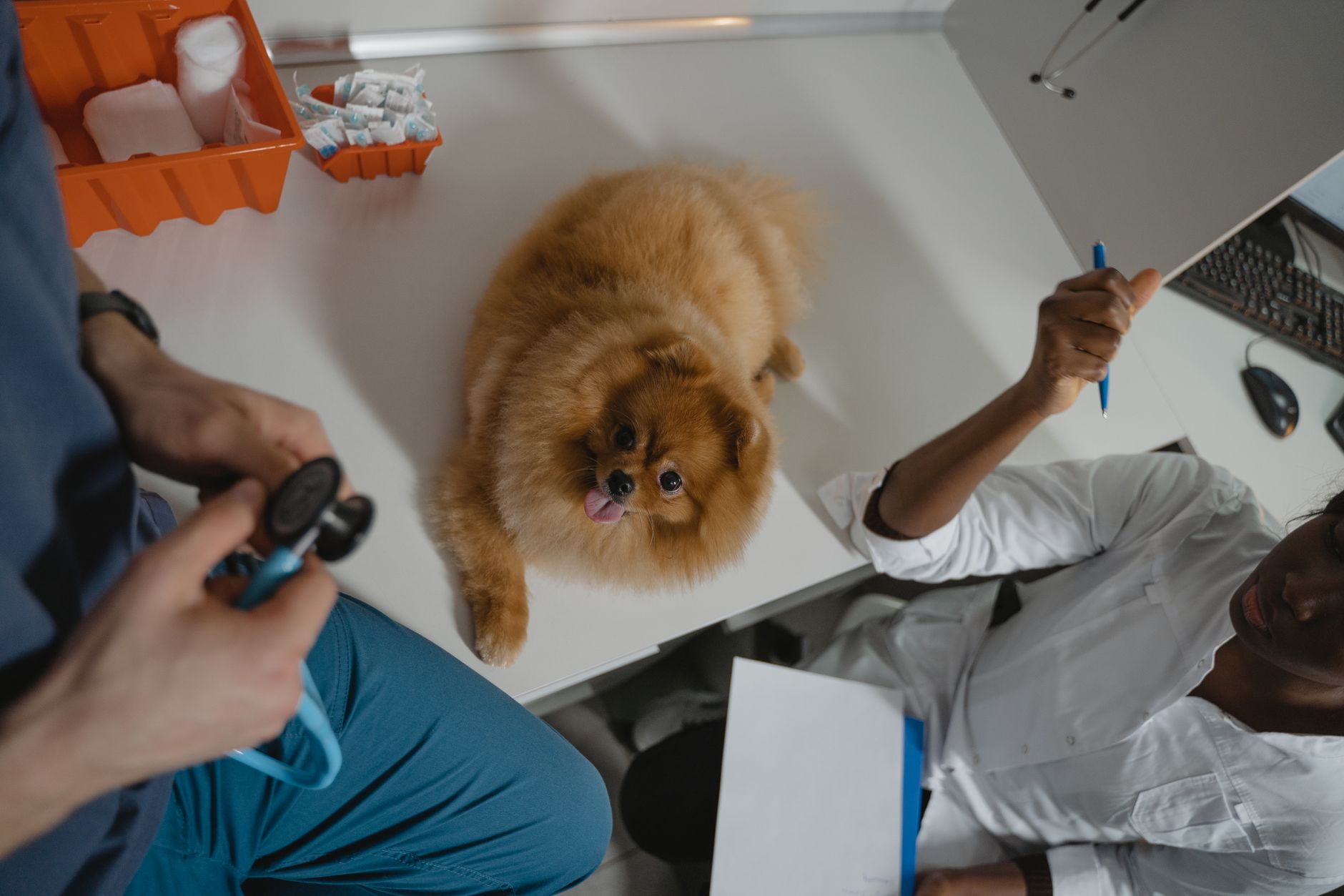 Veterinarian completing pet health documentation for international travel.