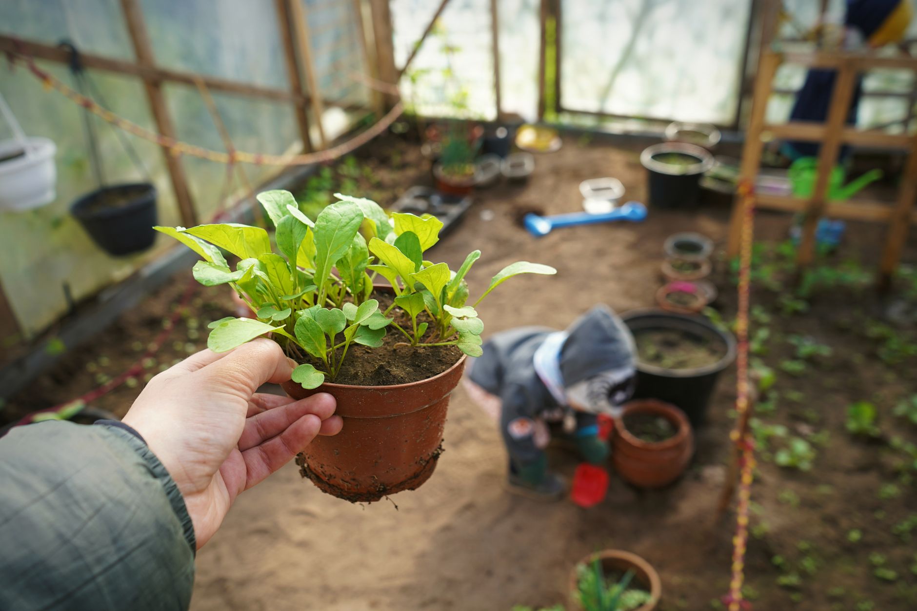 A child planting a seedling in a container.
