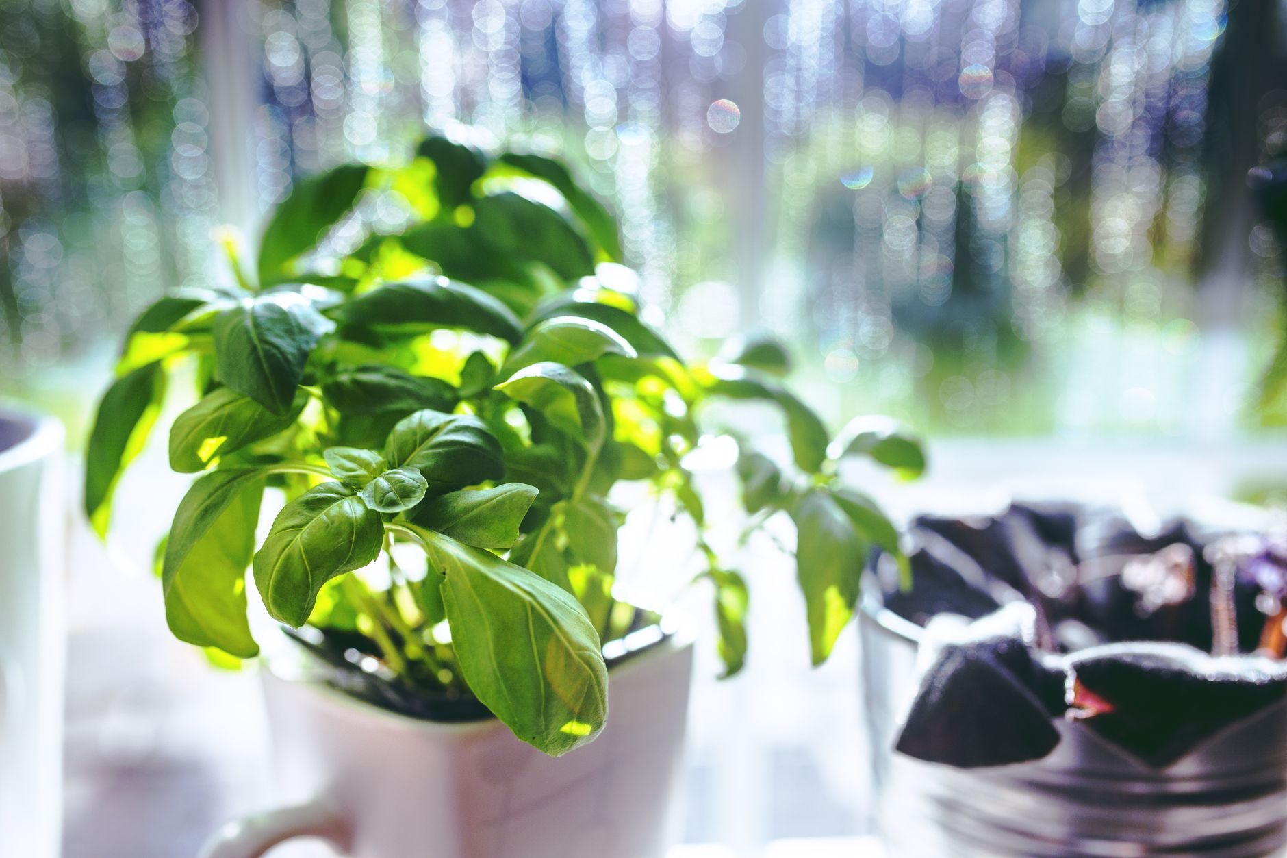 Organized herb pots on a sunny kitchen windowsill.