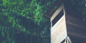 A peaceful cabin in the woods representing a digital detox retreat.