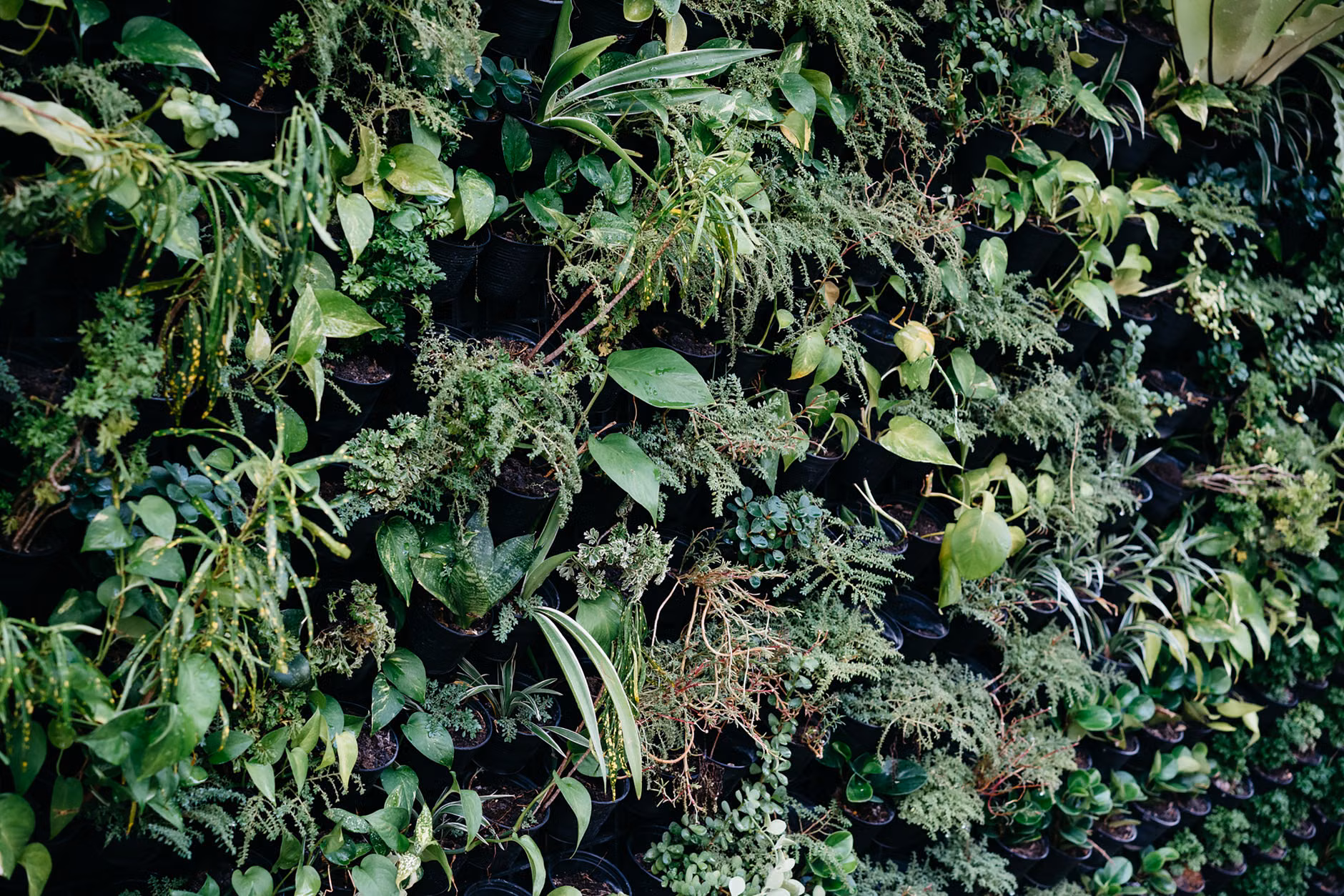 A space-saving vertical wall shelf garden featuring various herbs.