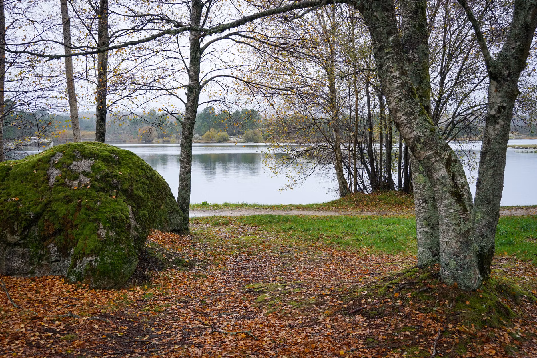 Binoculars resting on a mossy rock in a natural park environment.