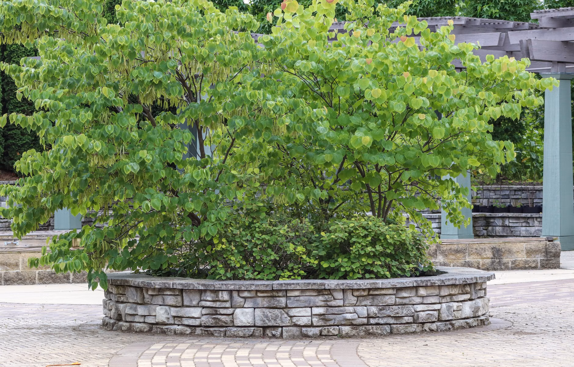 Raised garden beds placed near a heat-retaining brick wall.