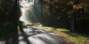 A peaceful forest path in the early morning sunlight.