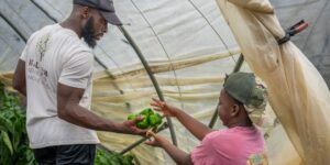 A family working together in a vegetable garden to teach teamwork.