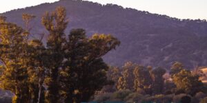 A modern train traveling through a scenic valley at sunset.