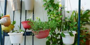 A bright, organized urban balcony garden setup with pots and fresh herbs.