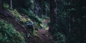A scenic, quiet national park trail during the off-peak season.