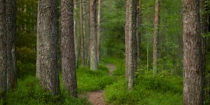 A peaceful forest trail representing nature-based recovery.