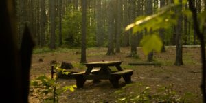A minimalist, peaceful forest picnic setting representing the essence of a slow-adventure weekend.