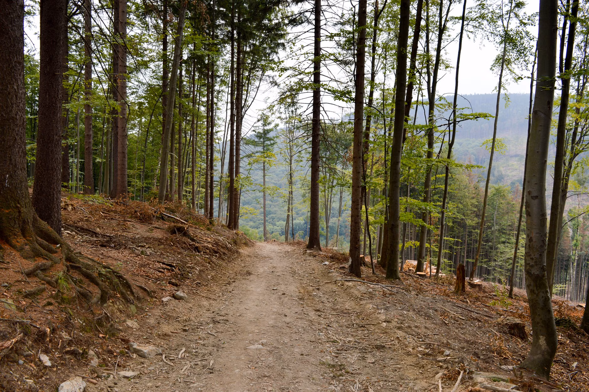 A quiet, solitary mountain trail path in a lush forest.