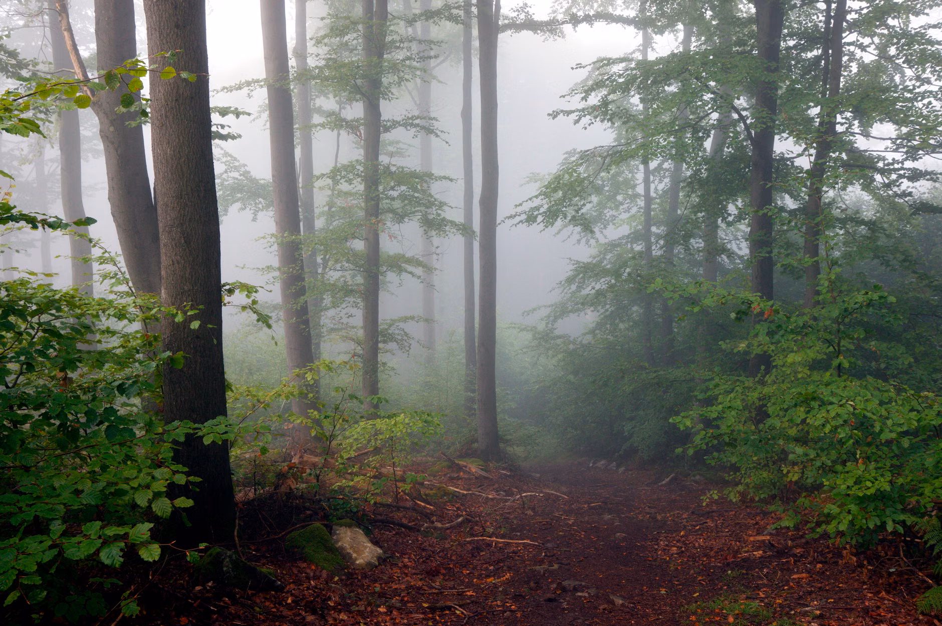 A quiet, fog-covered forest trail representing the essence of slow, mindful travel.