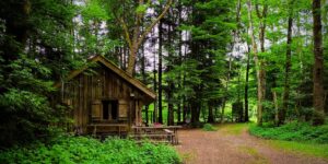 Modern cabin in a lush forest representing an urban-forest retreat.